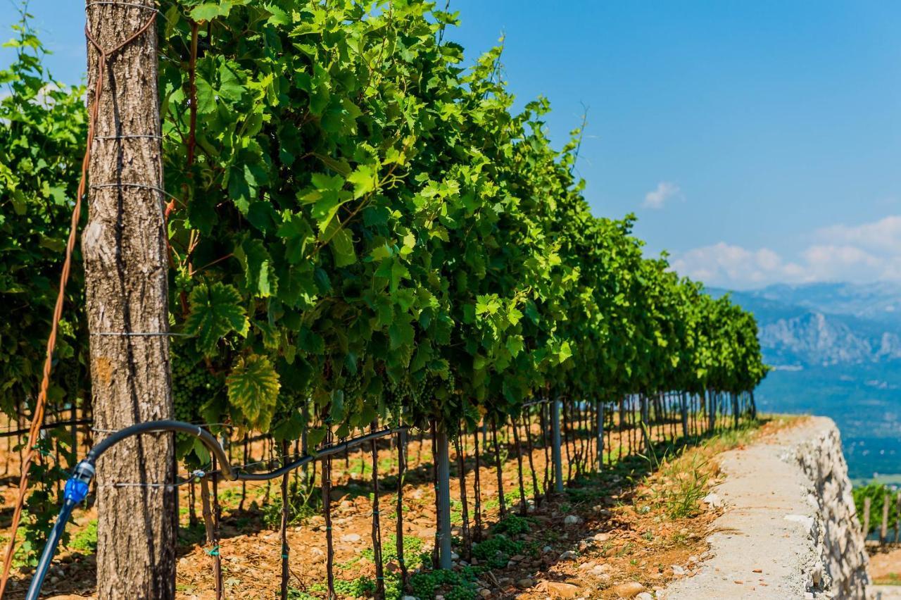 Eco Winery Lipovac Apartments Cetinje Kültér fotó
